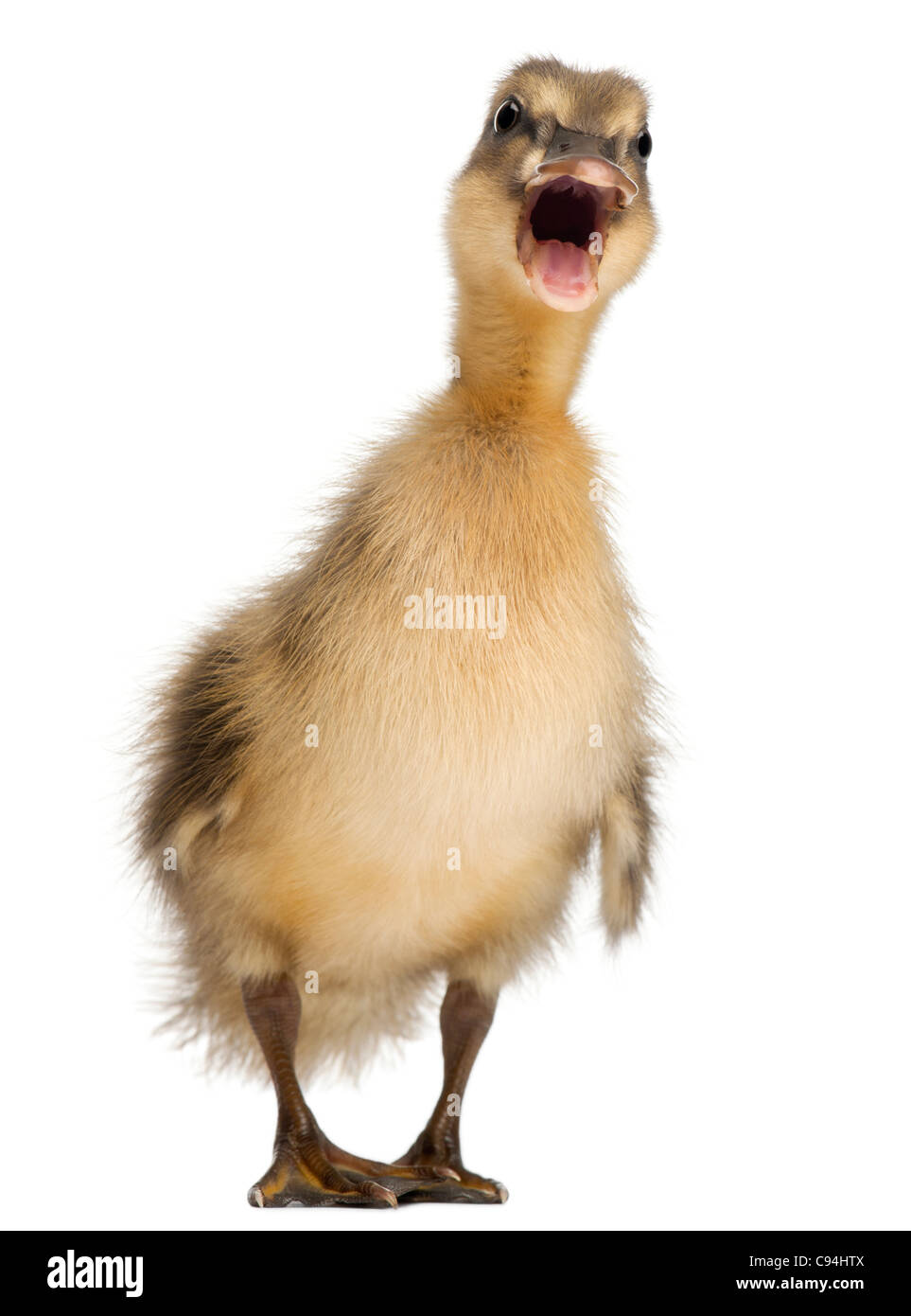 Il Germano Reale o anatra selvatica, Anas platyrhynchos, 3 settimane di età, di fronte a uno sfondo bianco Foto Stock