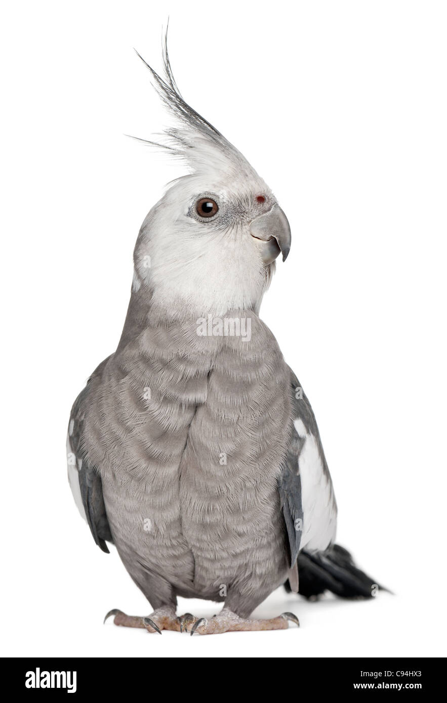 Cockatiel maschio, Nymphicus hollandicus, di fronte a uno sfondo bianco Foto Stock