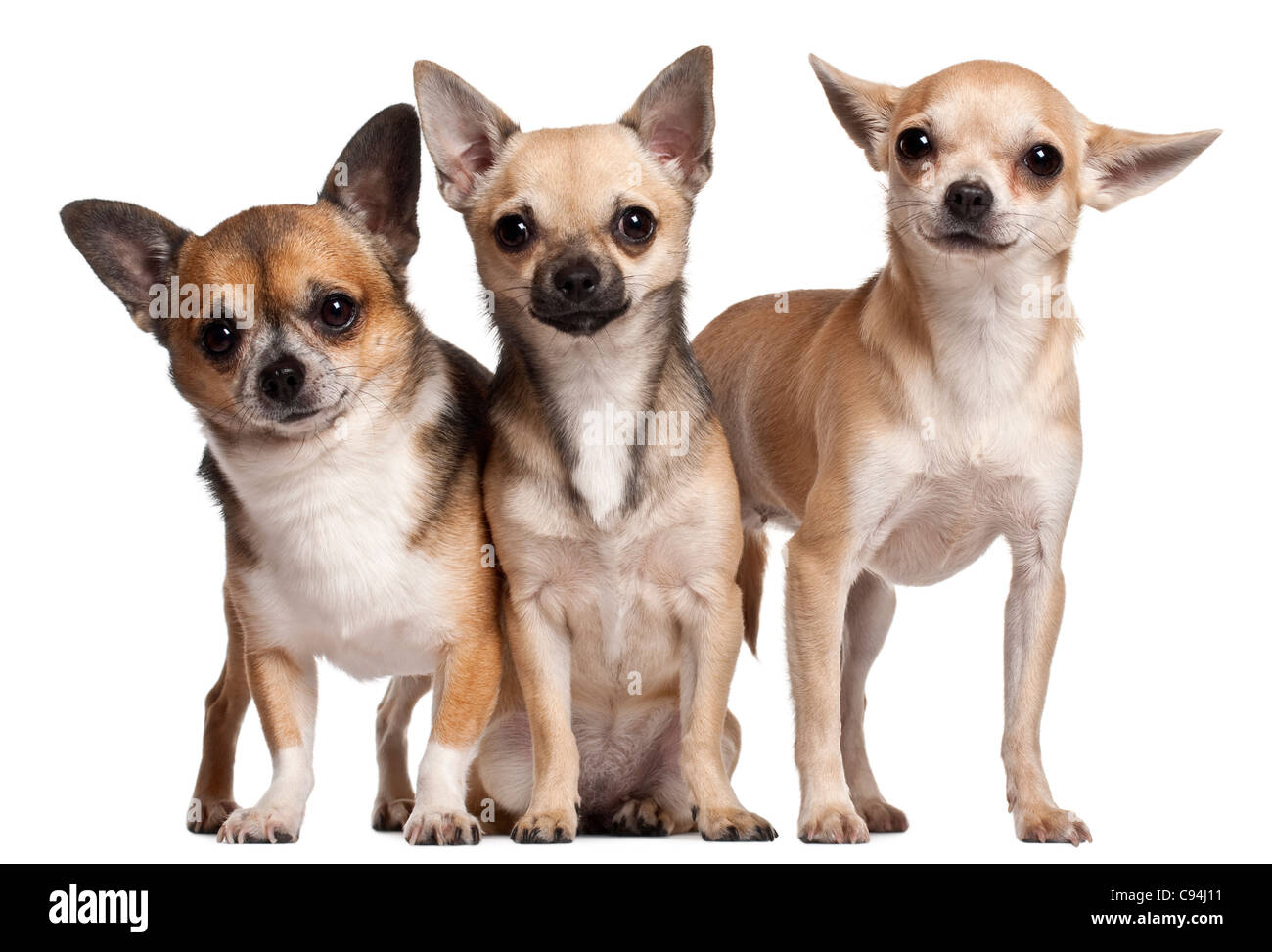 Tre i Chihuahua, 6 mesi, 3 anni e 2 anni, di fronte a uno sfondo bianco Foto Stock