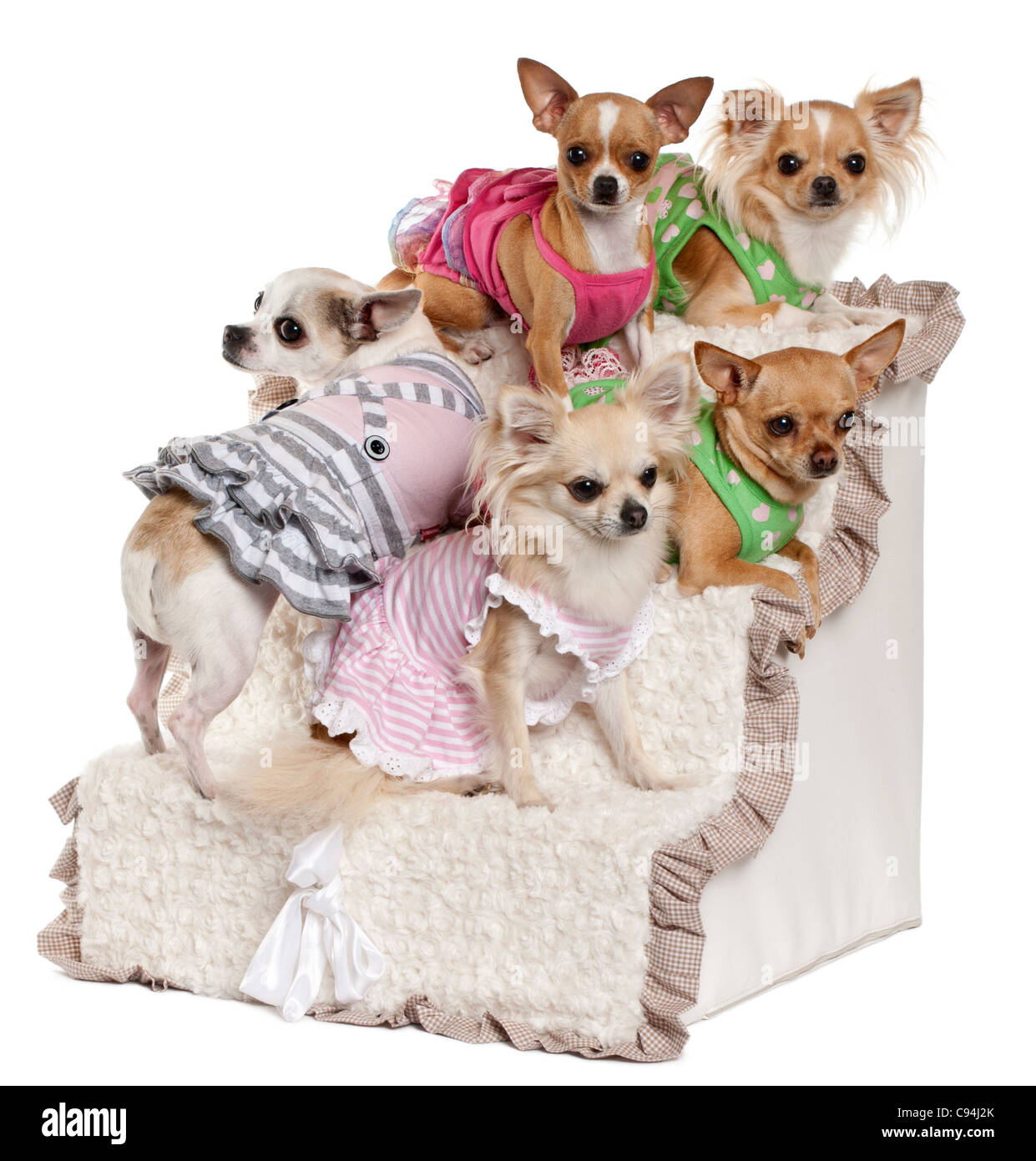 Cinque Chihuahuas seduti sui gradini davanti a uno sfondo bianco Foto Stock