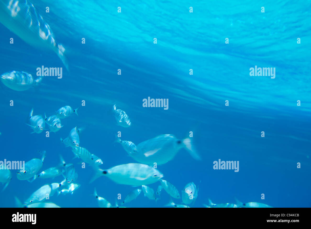 Sellati orate pesce scuola subacquea nel mediterraneo isole baleari Foto Stock