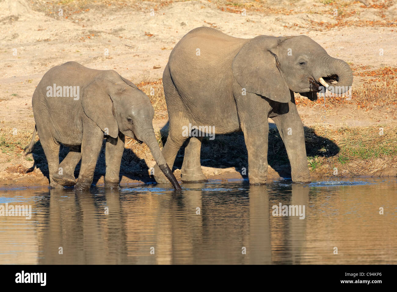 Due giovani l'elefante africano (Loxodonta africana) acqua potabile a waterhole, Sud Africa Foto Stock