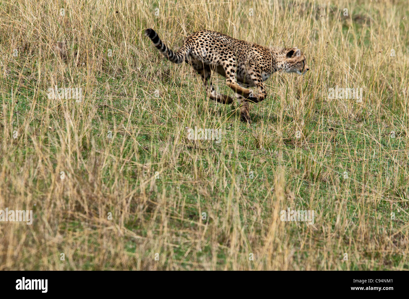Cheetah in esecuzione dopo la preda, Acinonyx jubatus, il Masai Mara riserva nazionale, Kenya, Africa Foto Stock