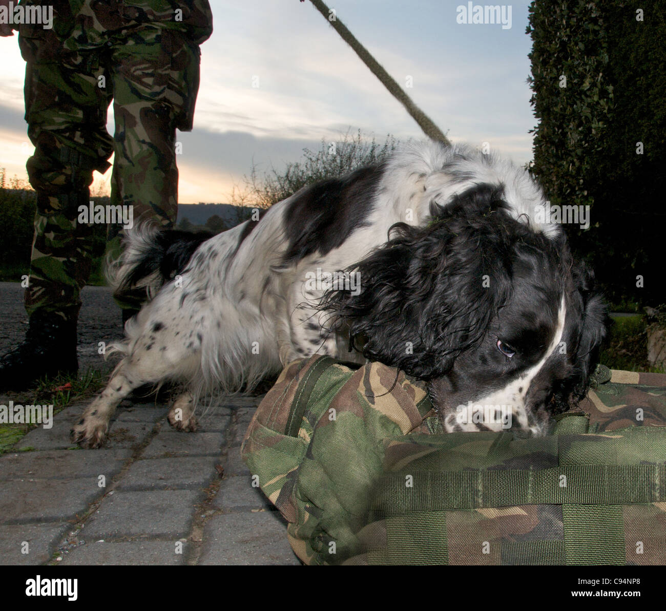Cani da fiuto sono utilizzati dalla polizia e militari per la ricerca di farmaci e di esplosivi - questa è una Springer Spaniel Foto Stock