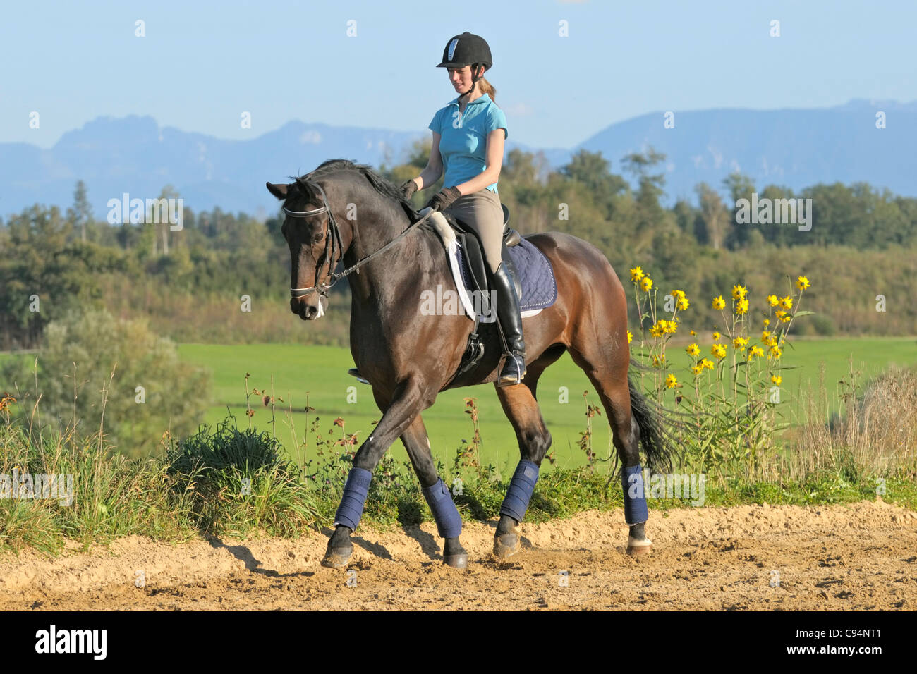 Dressage pilota sul dorso di un cavallo Hanoverian trotto Foto Stock