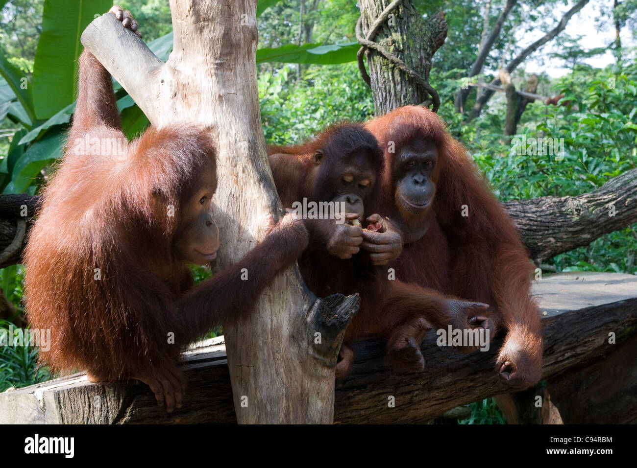 Singapore Zoo: orangutan Foto Stock