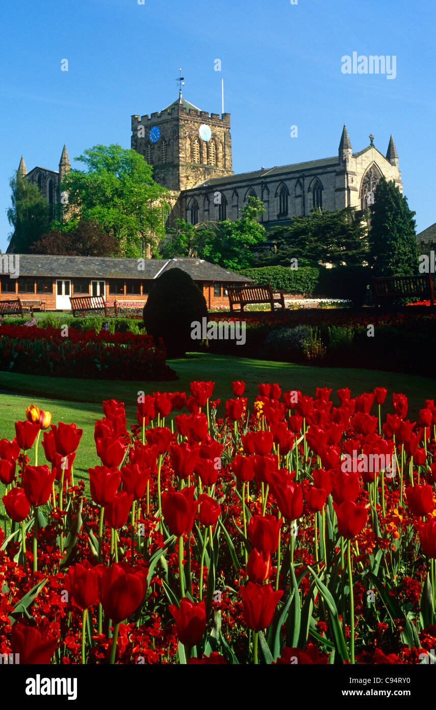 Tulipani rossi al di fuori di Hexham Abbey, Northumberland Foto Stock