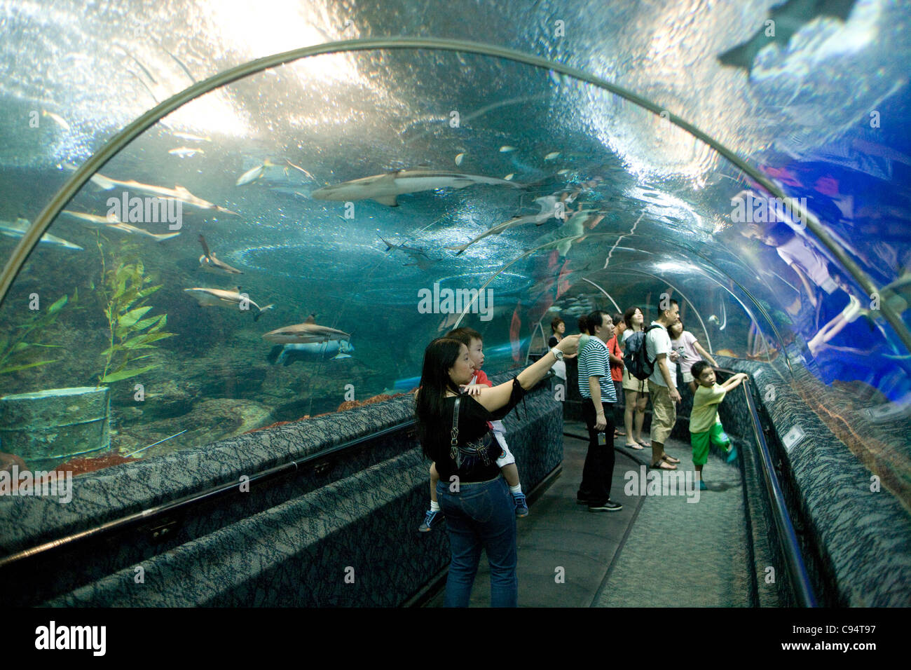 Isola di Sentosa - Underwater World / walkthro' tubo Foto Stock