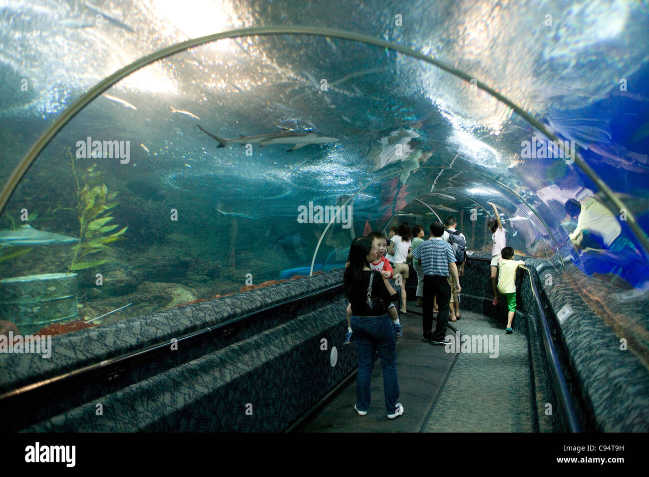Isola di Sentosa - Underwater World / walkthro' tubo Foto Stock