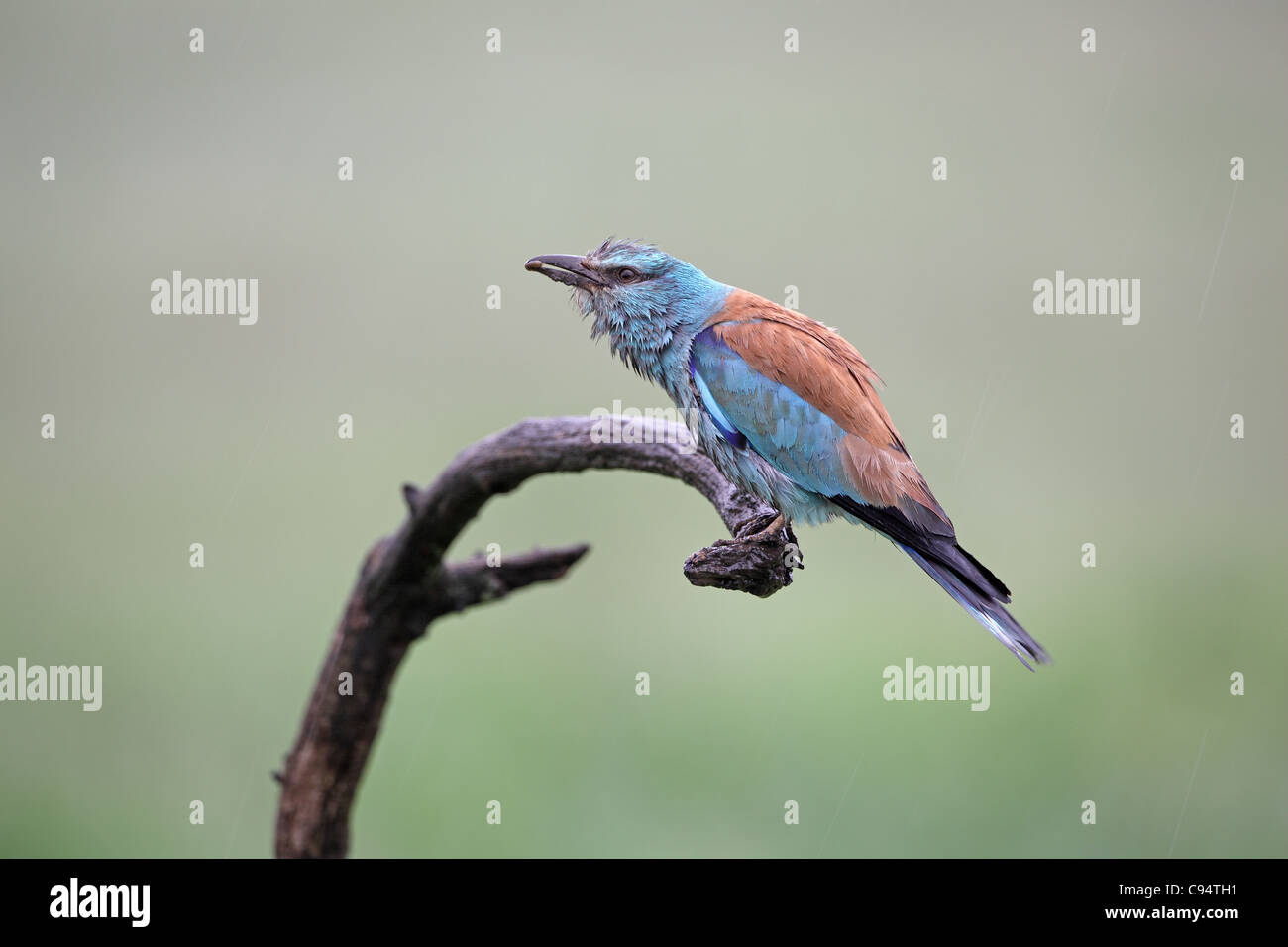 Rullo di europea, Coracias garrulus, presentando il cibo al partner in caso di pioggia Foto Stock