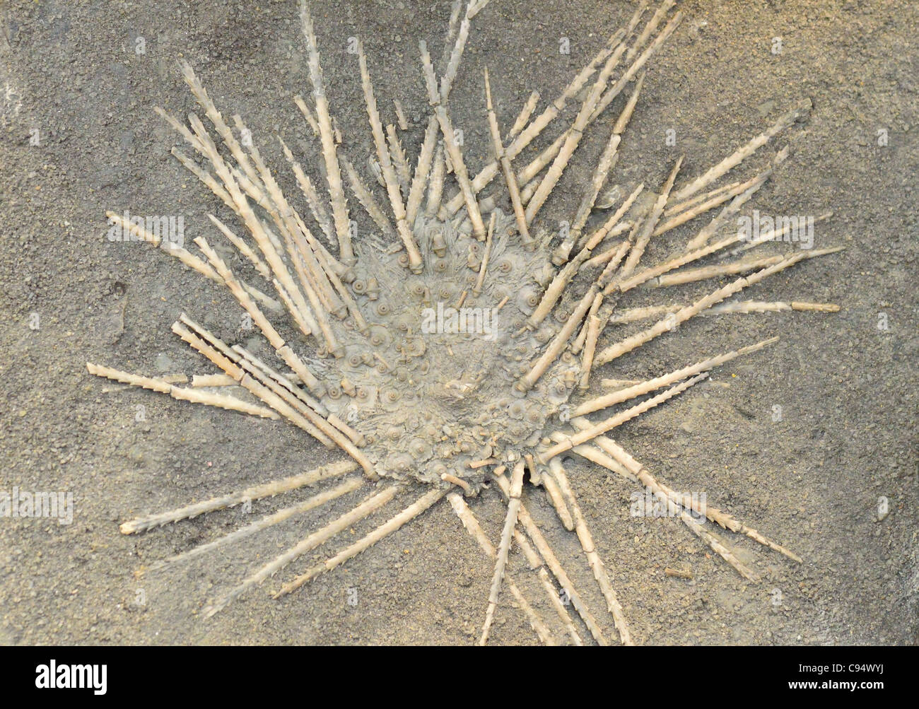 Fossili di ricci di mare Archaeocidaris brownwoodensis di età Pennsylvannian dal Texas, Stati Uniti d'America. Foto Stock