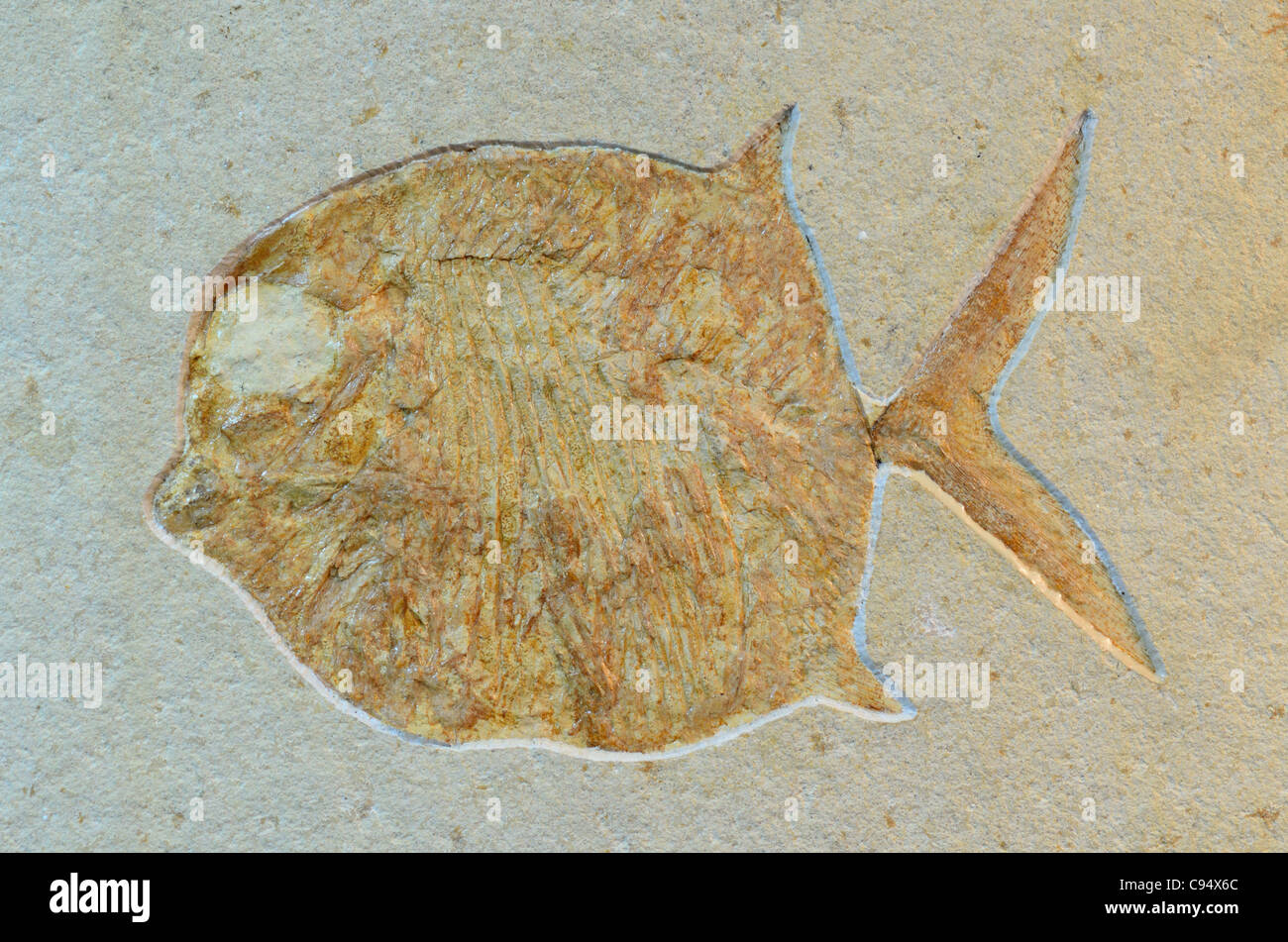 Pesci fossili Gyrodus sp. di Jurassic età da Solnhofen calcare in Baviera, Germania. Foto Stock