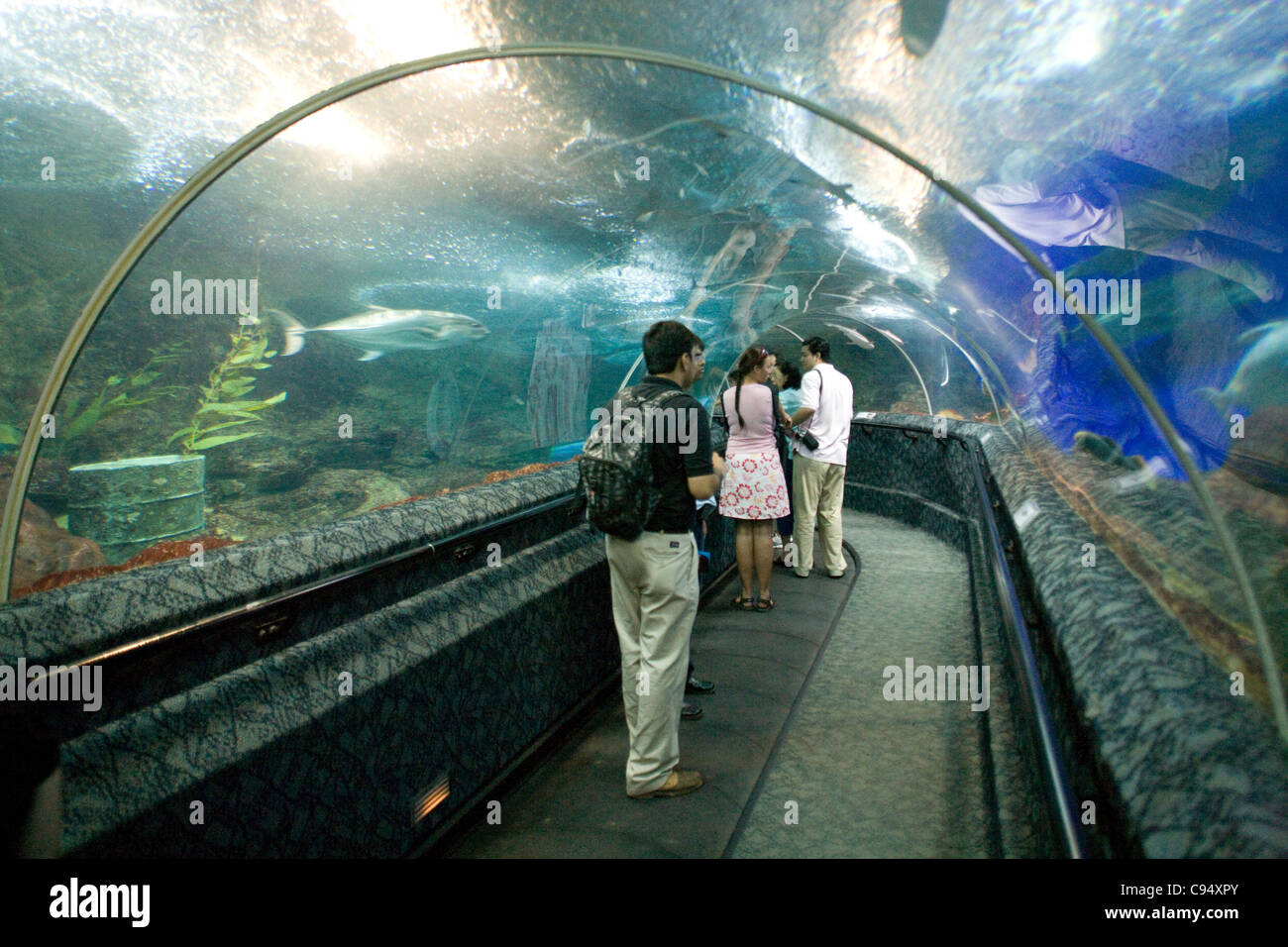 Isola di Sentosa - Underwater World / walkthro' tubo Foto Stock