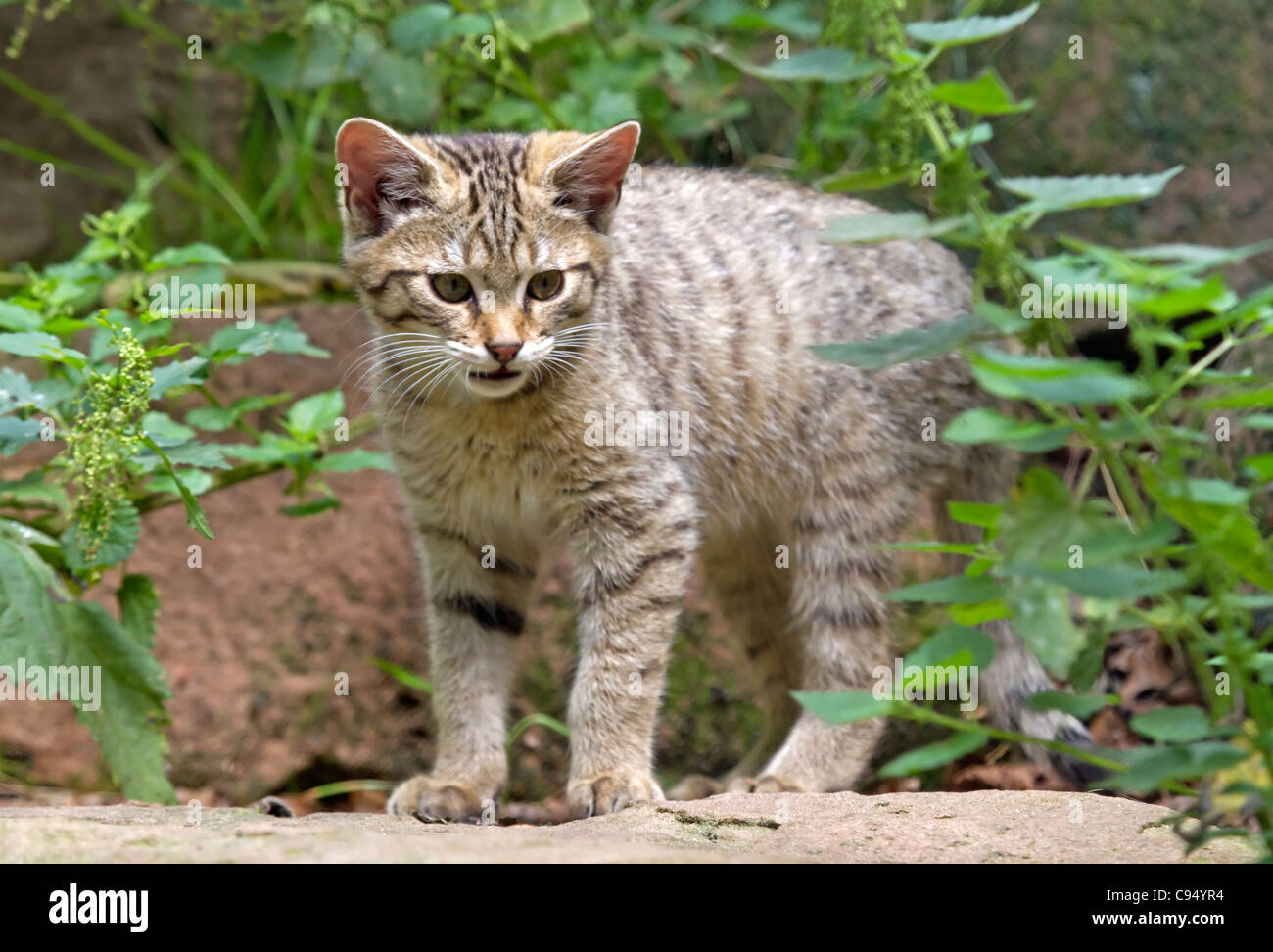 Giovani gatto selvatico (Felis silvestris) Foto Stock
