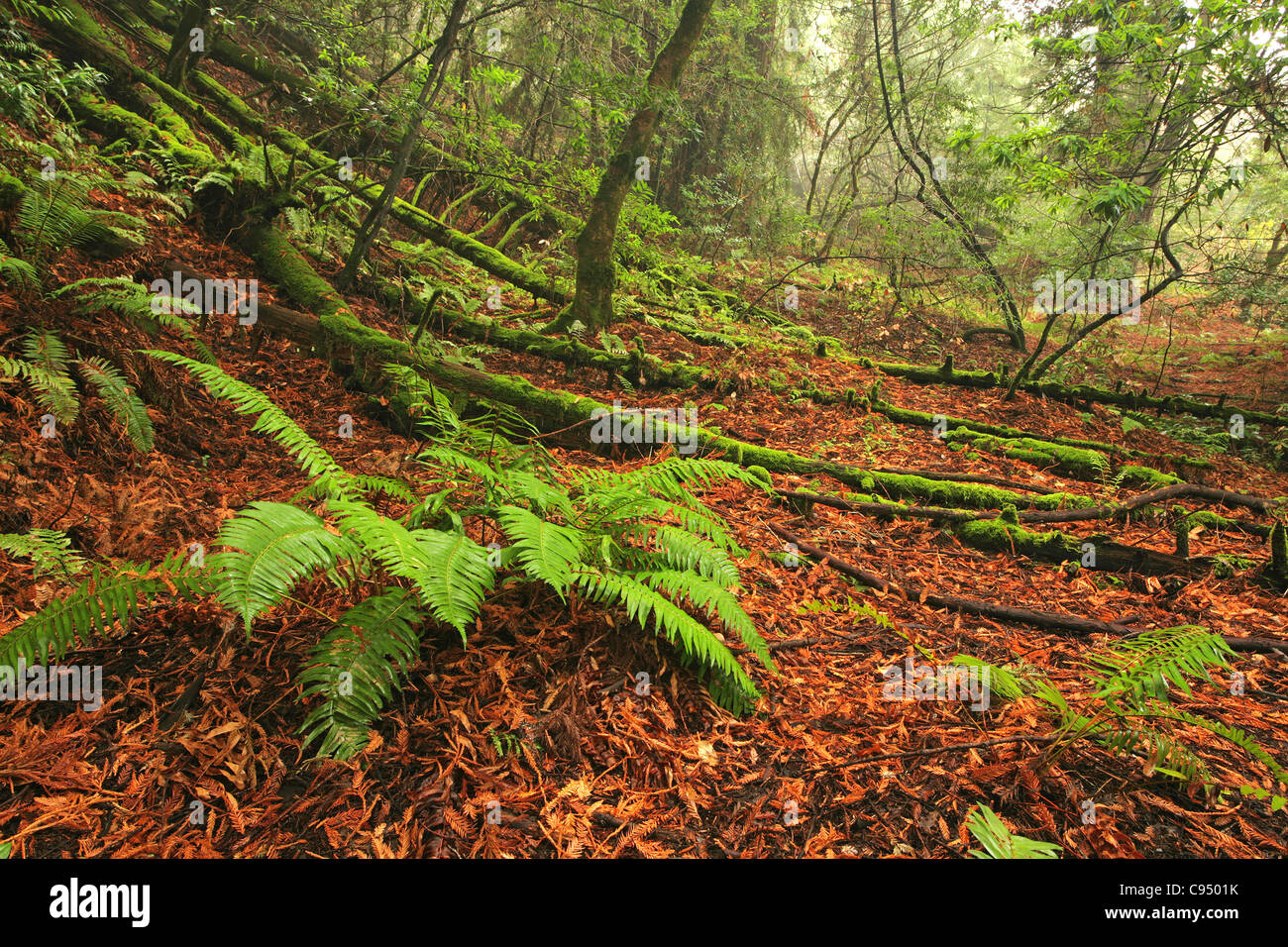 Una lussureggiante foresta pluviale temperata e grandi felci nel nord della California Foto Stock