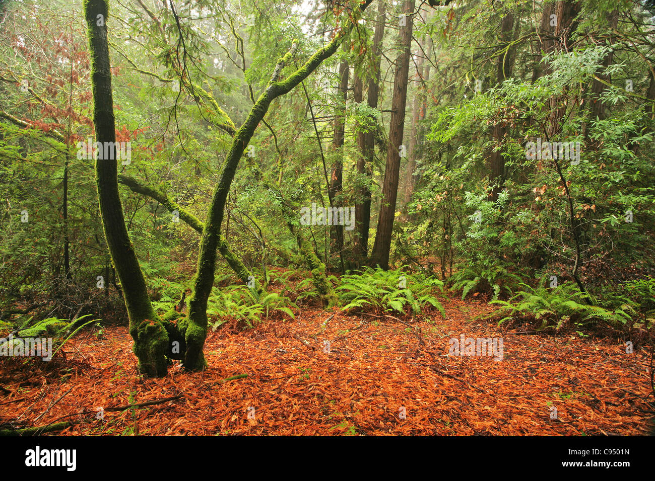 Una lussureggiante foresta pluviale temperata nella California settentrionale Foto Stock
