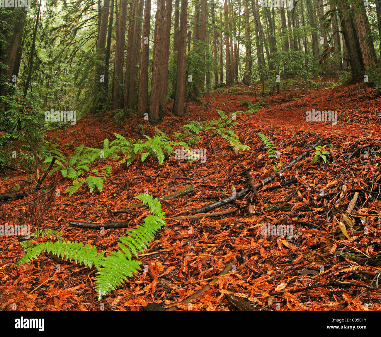Una lussureggiante foresta pluviale temperata e alberi di sequoia in California del Nord Foto Stock