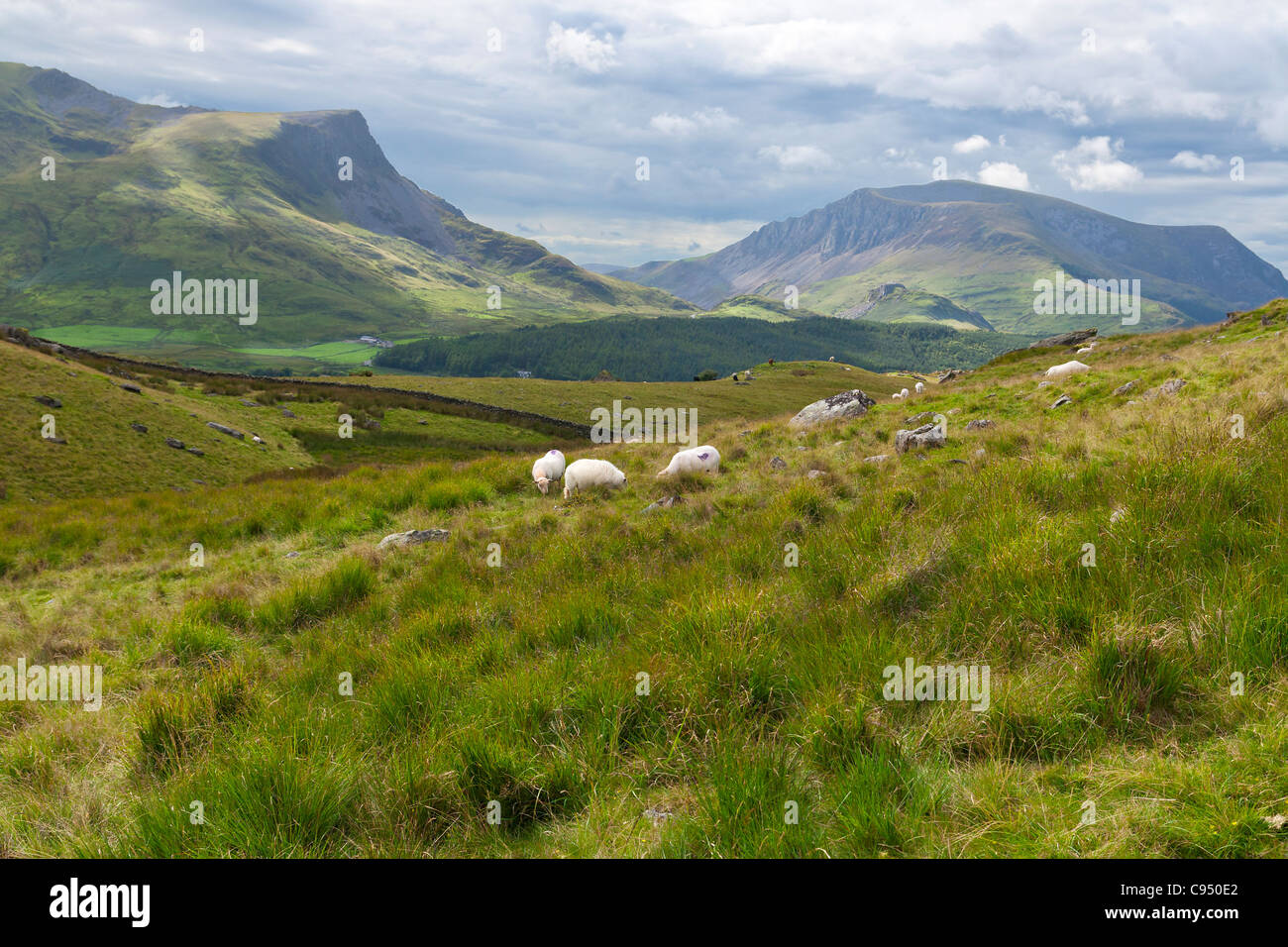 Pecore in campagna, Wales, Regno Unito Foto Stock