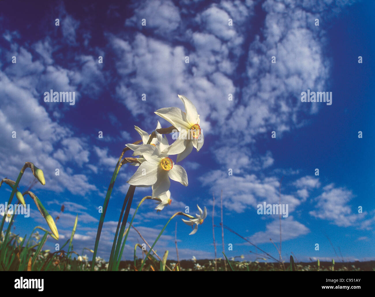 La molla daffodil in narcisi Valley. Foto Stock