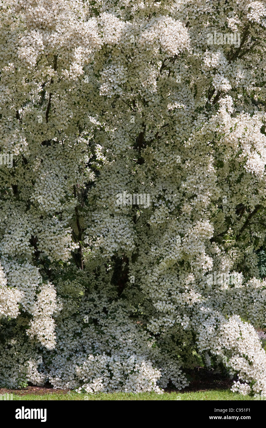 Il giardino estivo di rose dei Trewithen Gardens, Cornovaglia, Regno Unito, presenta questo spettacolare esempio di dogwood, Cornus kousa var. Chinensis Foto Stock