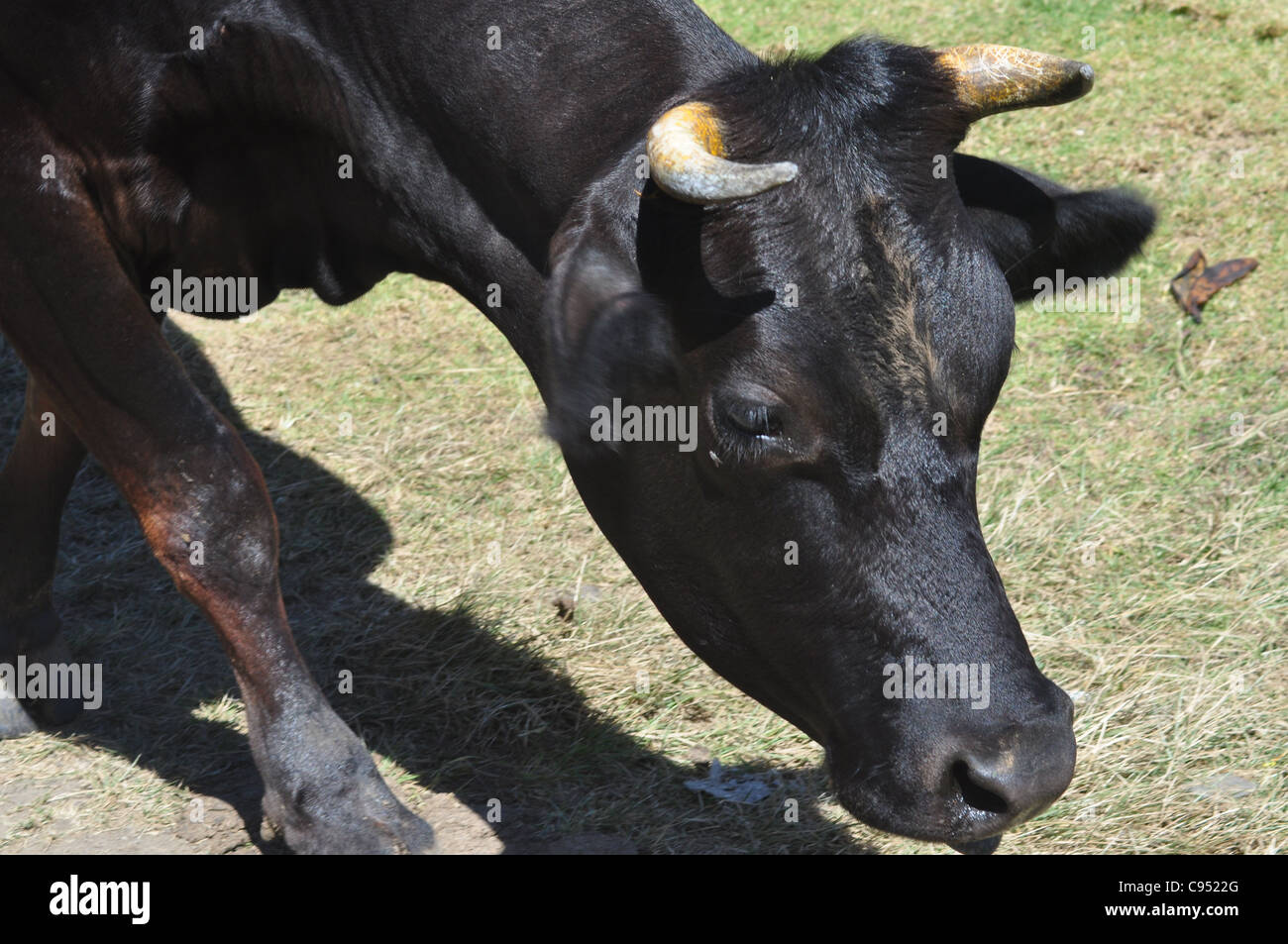 Una mucca domestica senza briglia Foto Stock