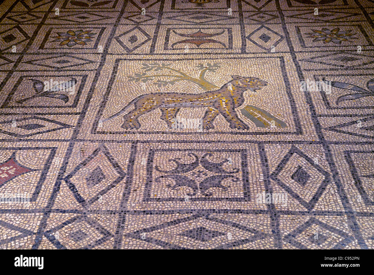 Leopard mosaico del III secolo, Museo Archeologico, Frejus, Var, Provenza Costa Azzurra, Francia Foto Stock