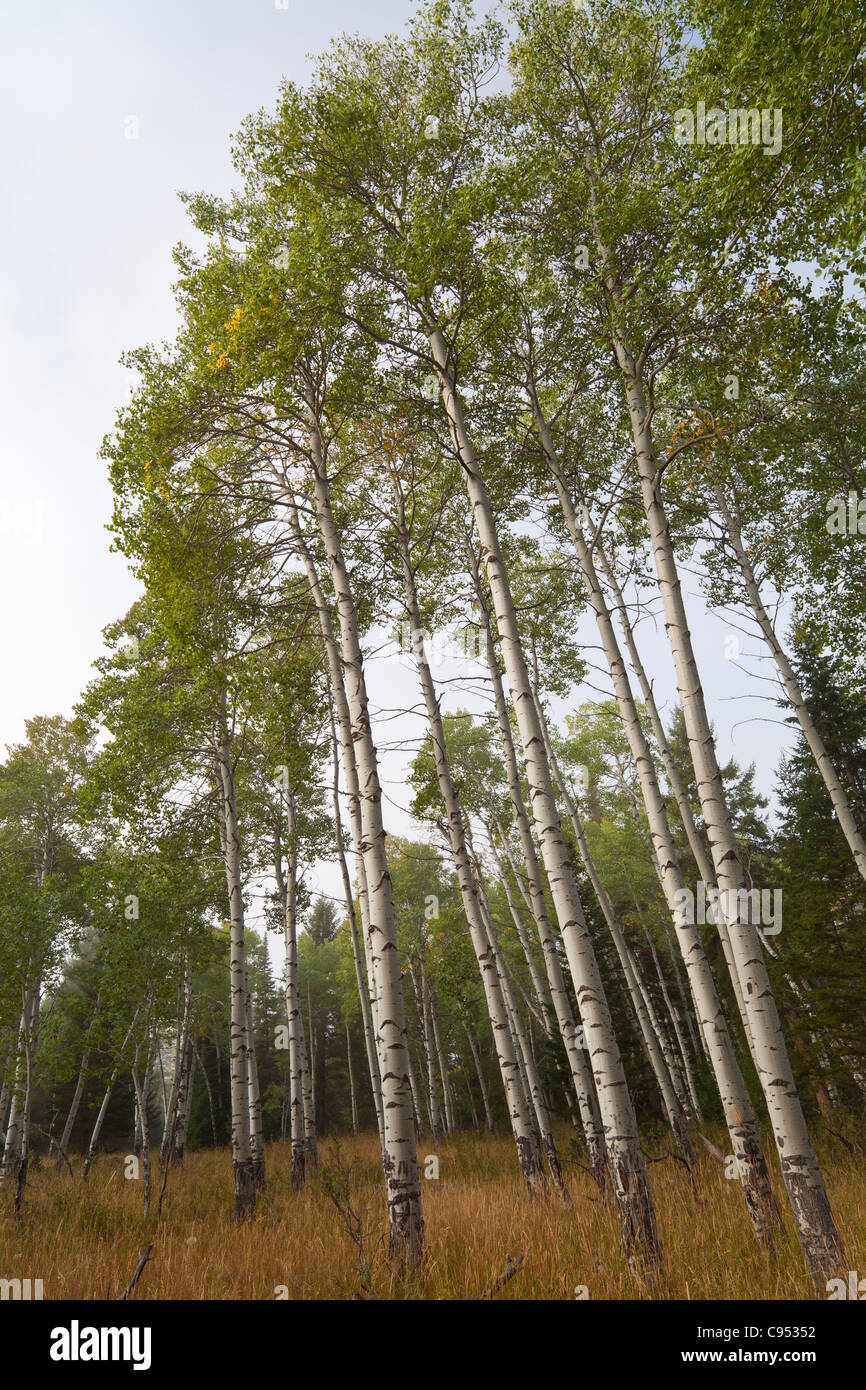 Aspens nel parco nazionale di Grand Teton Foto Stock