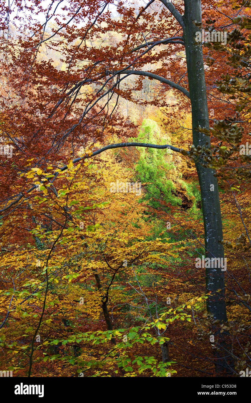 Vista di alberi e le sue foglie in diversi colori in autunno. Foto Stock