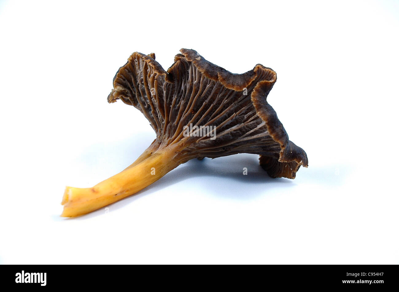 Yellowfoot chanterelle, imbuto chanterelle, winter chanterelle (Craterellus tubaeformis) Funghi selvatici Foto Stock