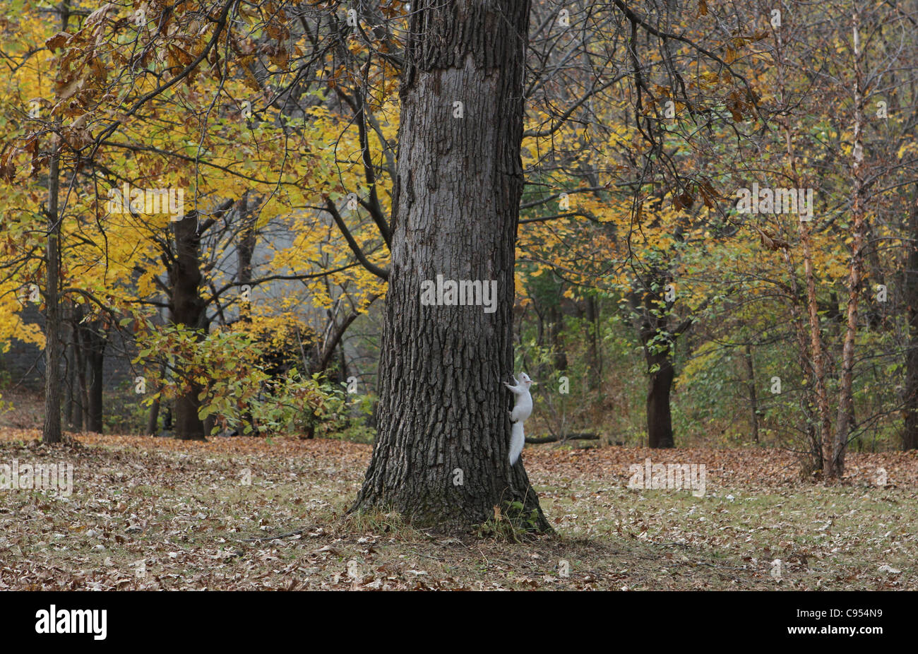 Un albino scoiattolo di arrampicarsi su un albero in Minneapolis, Minnesota. Foto Stock