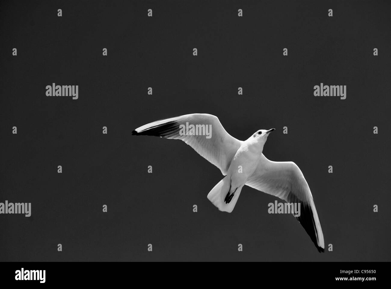 Flying seagull sul cielo blu Foto Stock