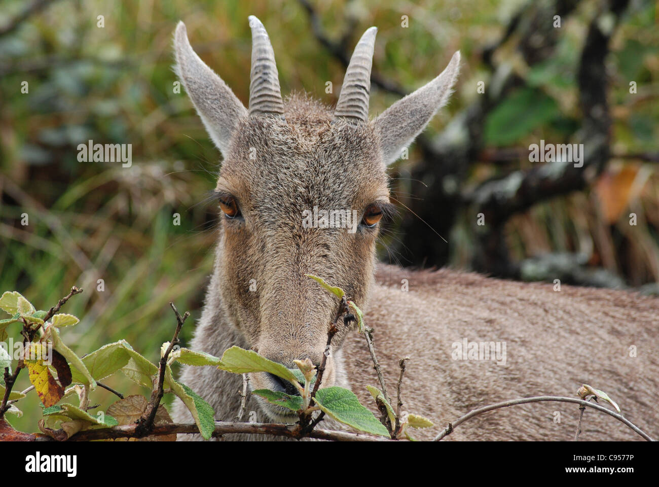 Nilgiri Tahr a eravikulam national park, munnar, Kerala. Questa è una specie in via di estinzione di capra. Foto Stock