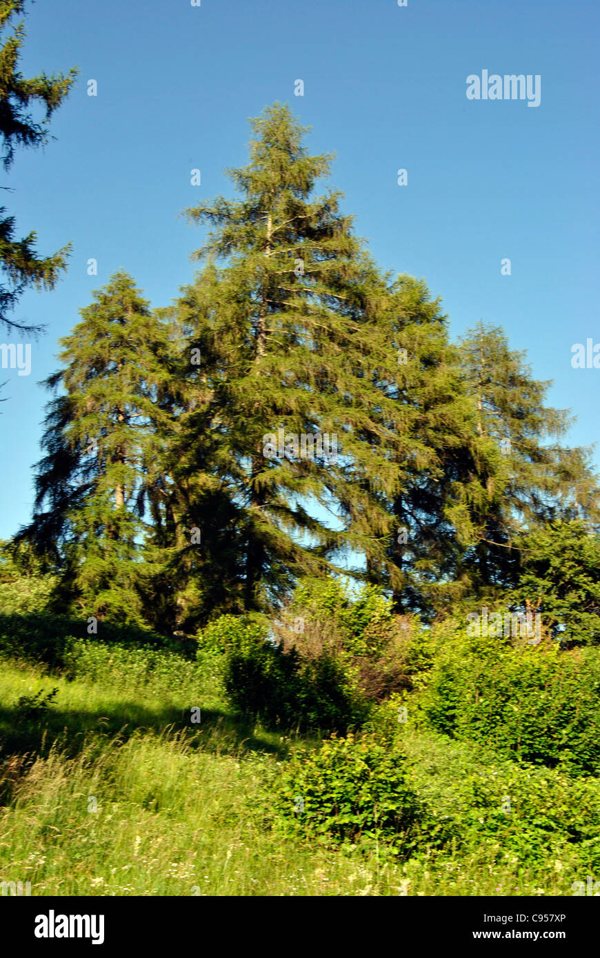 Alberi a sunny estate foresta, in Trentino. Italia Foto Stock