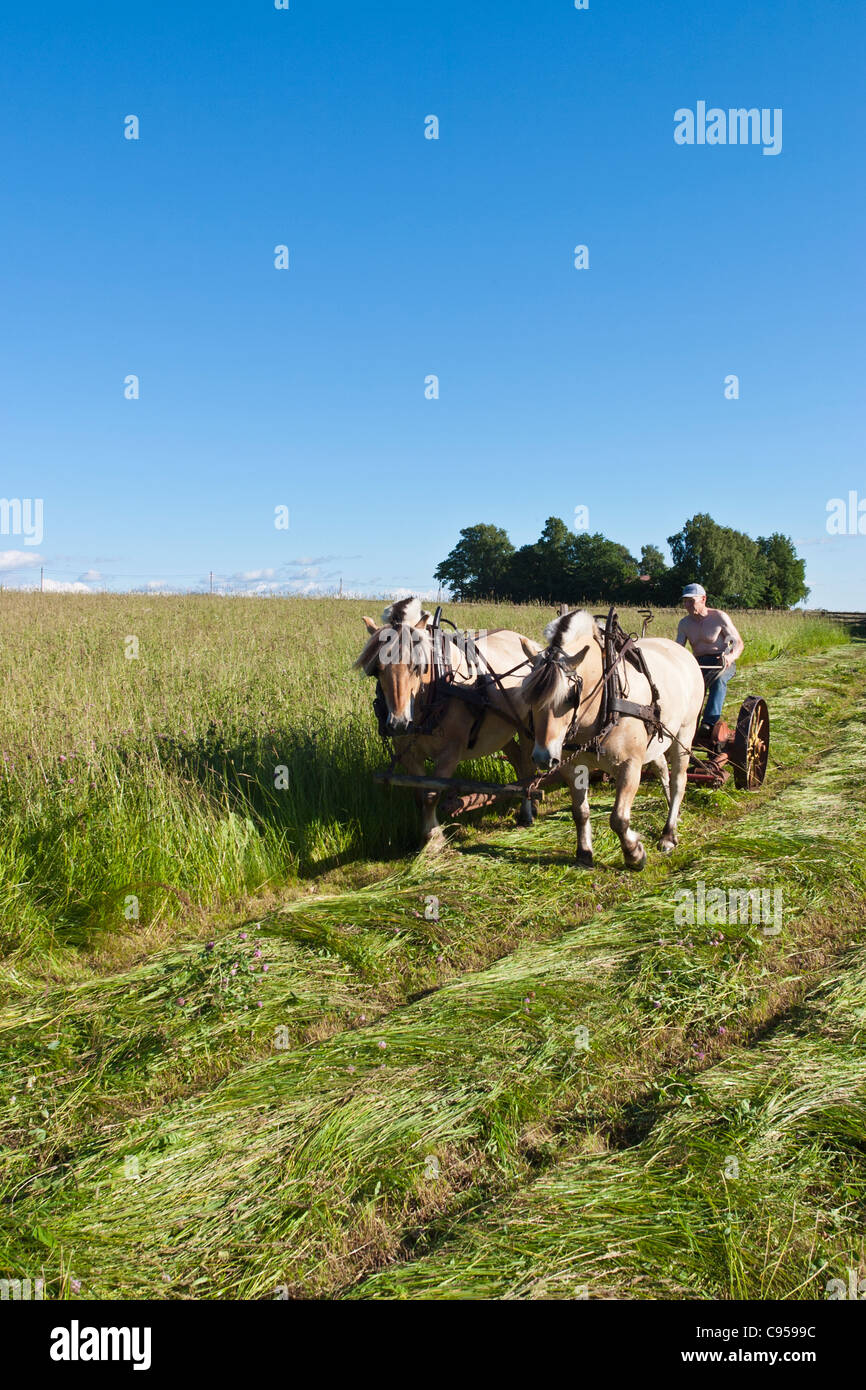 A cavallo il fieno al tosaerba per fienagione Foto Stock