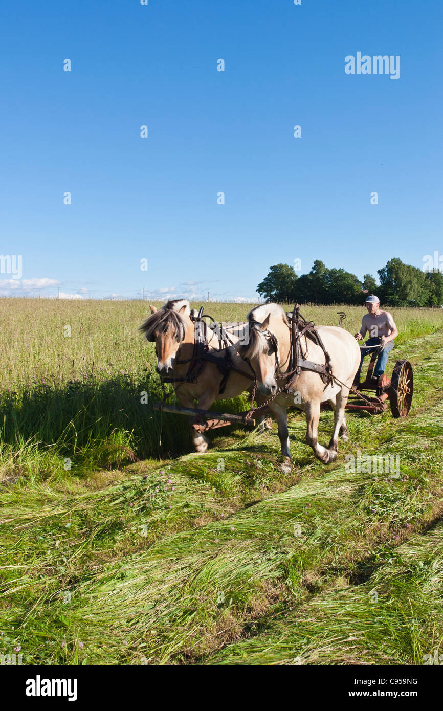 A cavallo il fieno al tosaerba per fienagione Foto Stock