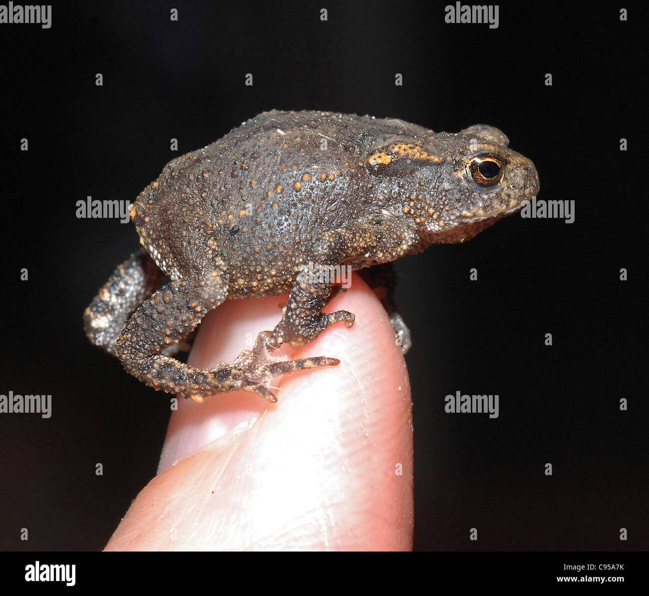 Toad, toadlet (Bufo bufo) Questo piccolo rospo ha un corpo di lunghezza inferiore a 1 cm . Essi sono spesso di essere visto nella tarda estate se si hanno gli occhi taglienti in giardino e erba lunga Foto Stock