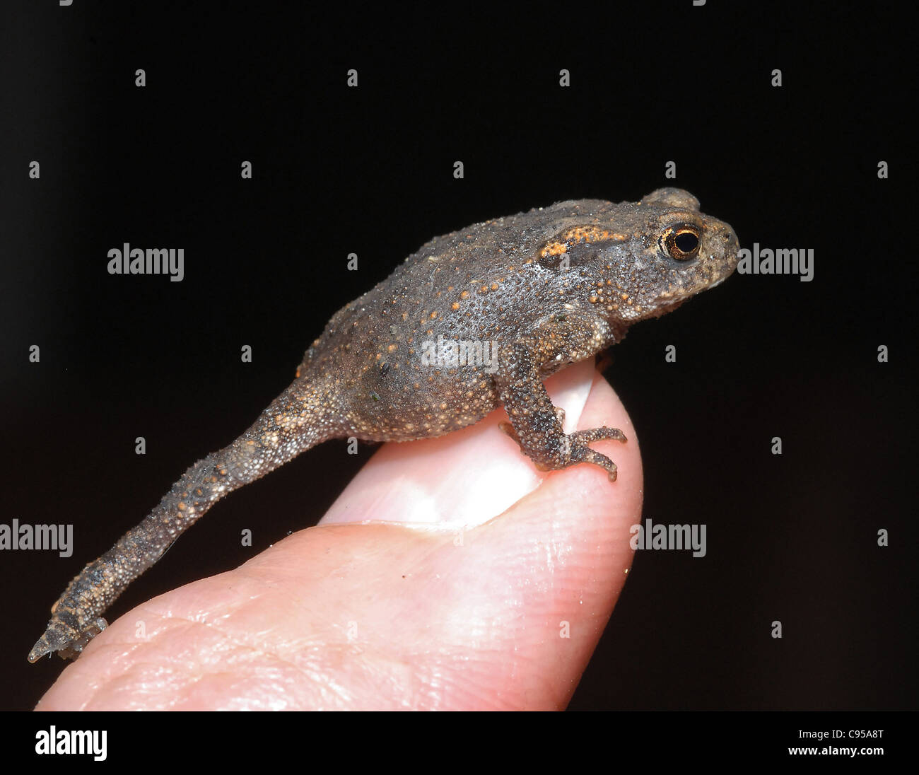 Toad, toadlet (Bufo bufo) Questo piccolo rospo ha un corpo di lunghezza inferiore a 1 cm . Essi sono spesso di essere visto nella tarda estate se si hanno gli occhi taglienti in giardino e erba lunga. Questo è il fotografo del proprio pollice - nessun modello di richiesta di release Foto Stock