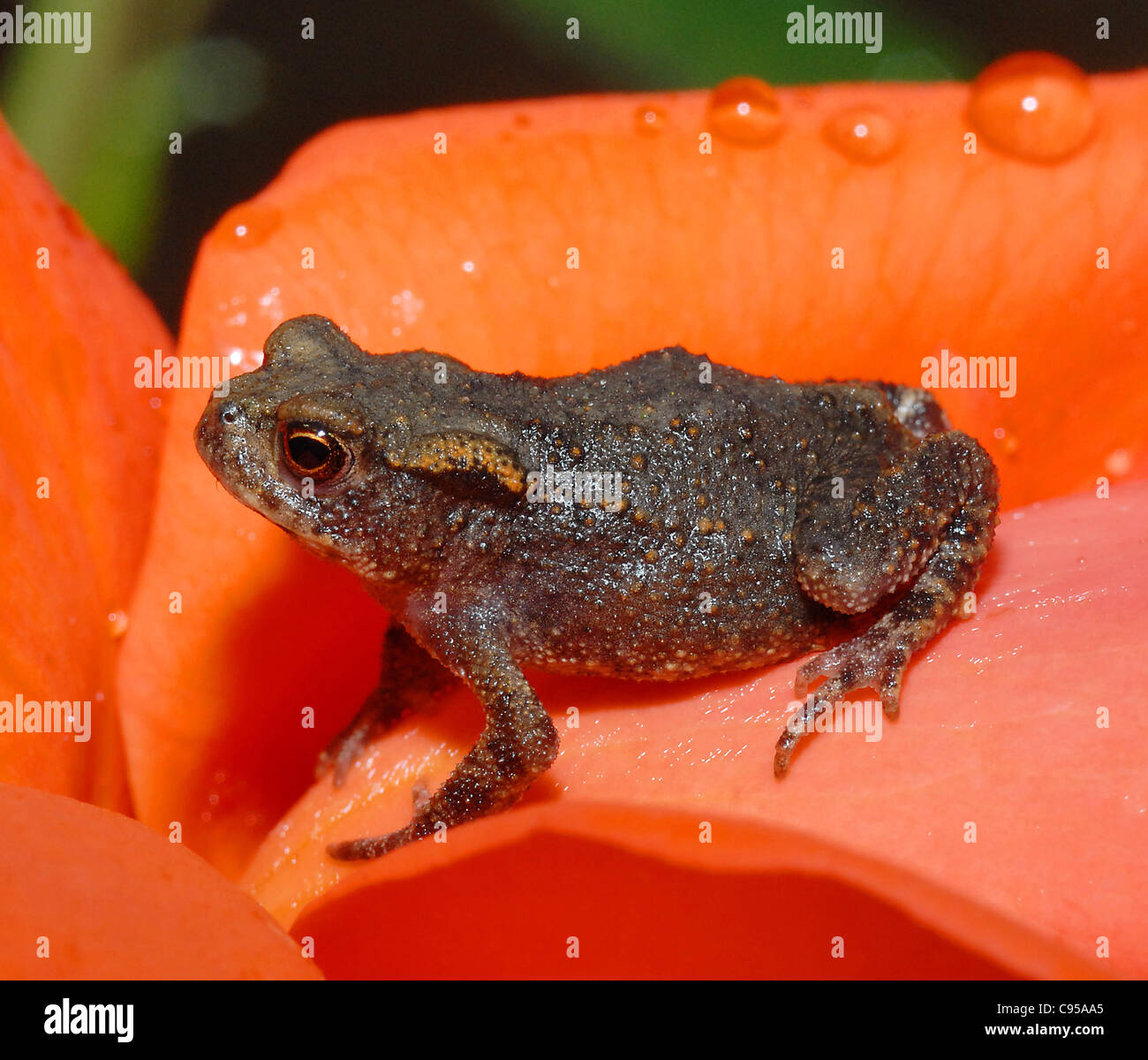 Toad, toadlet (Bufo bufo) Questo piccolo rospo ha un corpo di lunghezza inferiore a 1 cm . Essi sono spesso di essere visto nella tarda estate se si hanno gli occhi taglienti in giardino e erba lunga Foto Stock