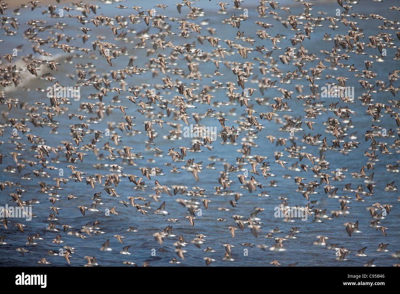 Uno stormo di uccelli costieri a Punta Chame, Pacific Coast, provincia di Panama, Repubblica di Panama. Foto Stock