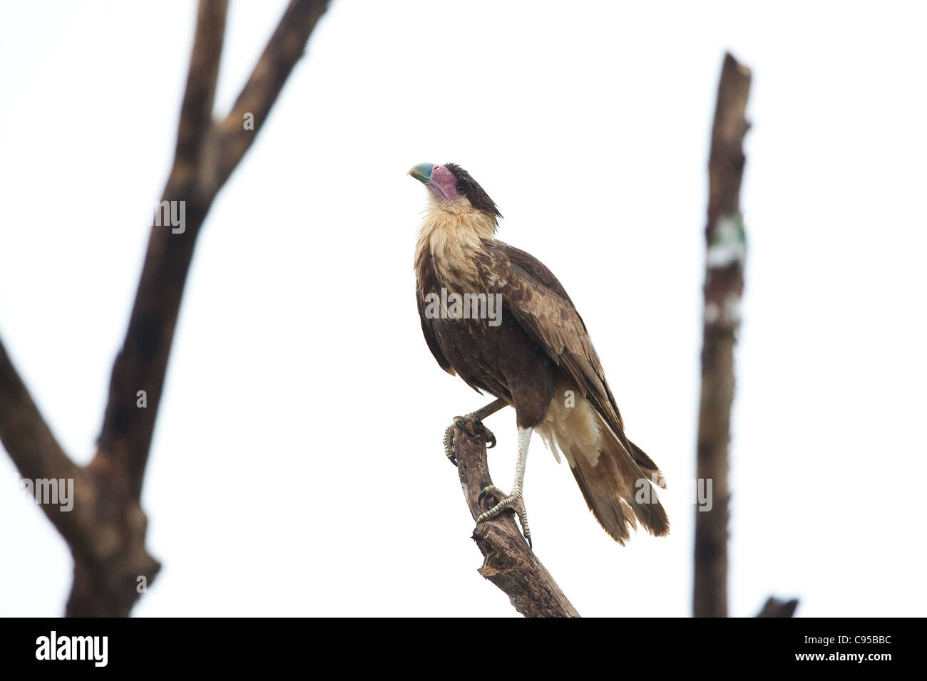 Caracara, Caracara plancus, in un albero vicino alle zone umide di Cienaga las Macanas, provincia di Herrera, Repubblica di Panama. Foto Stock