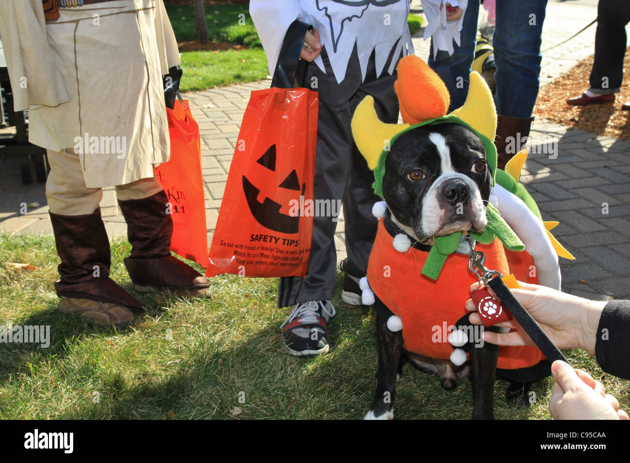 Un cane vestito in un costume di Halloween Foto stock - Alamy