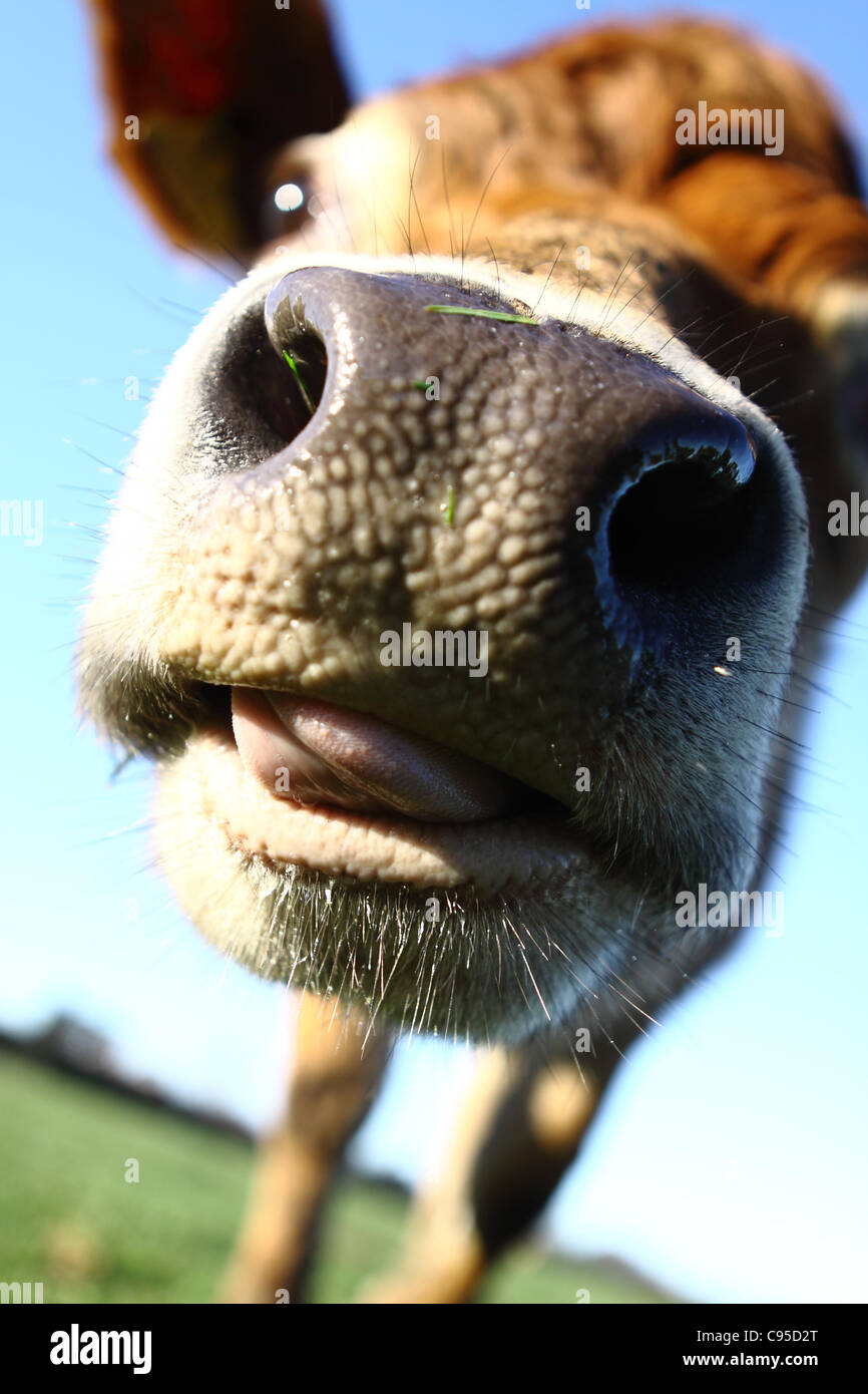 Jersey cow leccare la lente Foto Stock