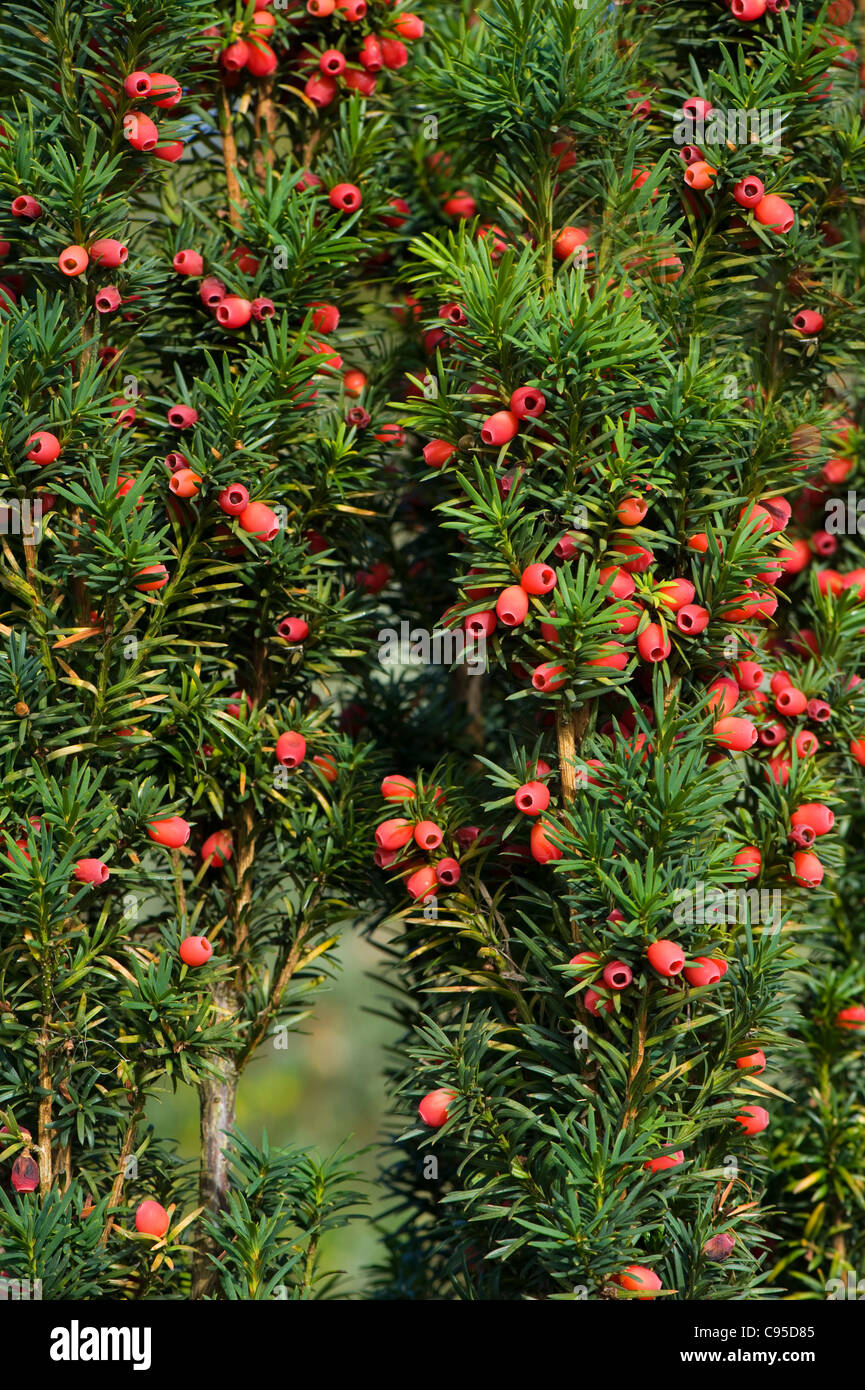 Close-up, full frame di immagine autunno inglese Yew Tree bacche rosse bacche - Taxus baccata. Foto Stock