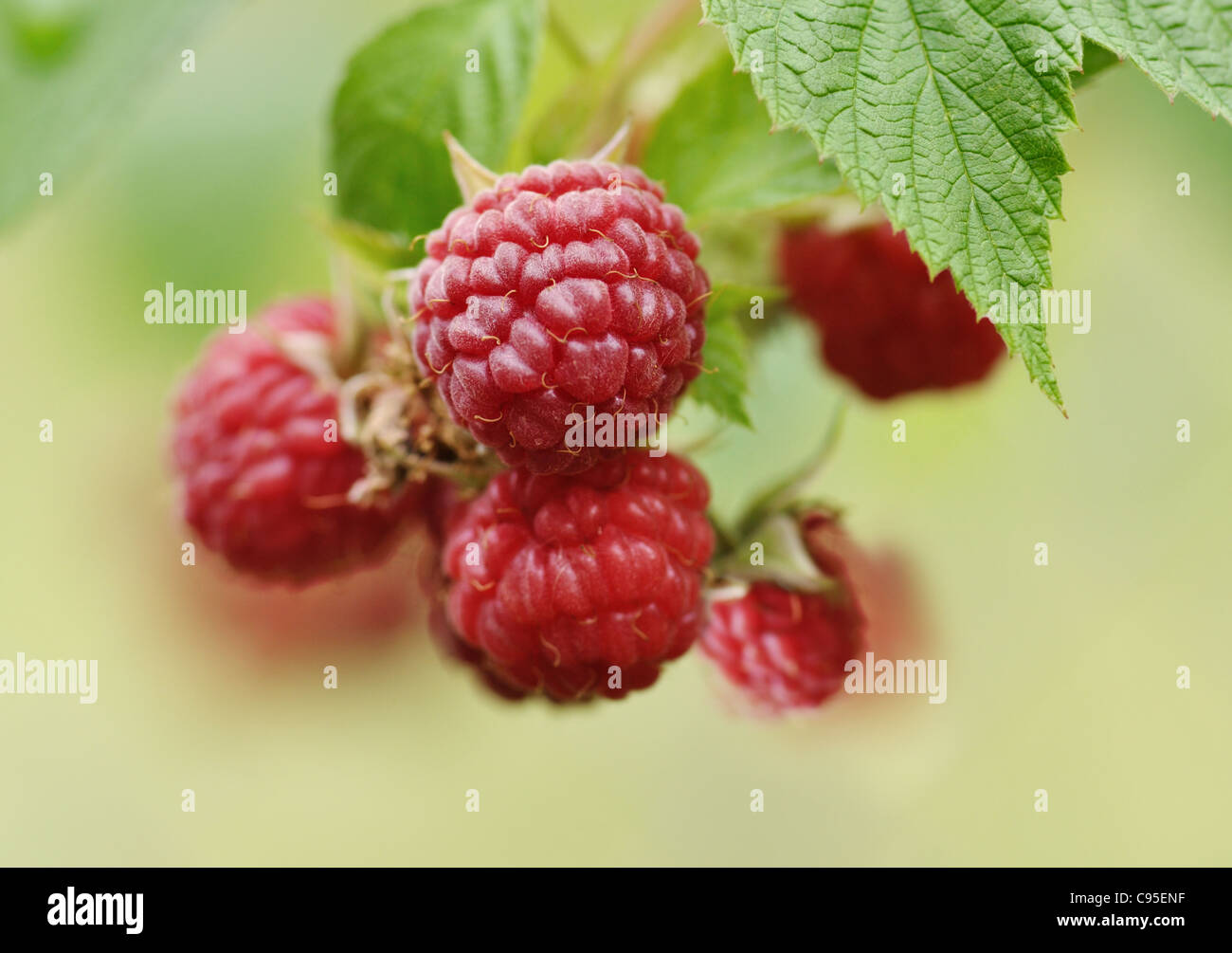Fresche e mature di frutti di bosco Lamponi su sfondo verde Foto Stock