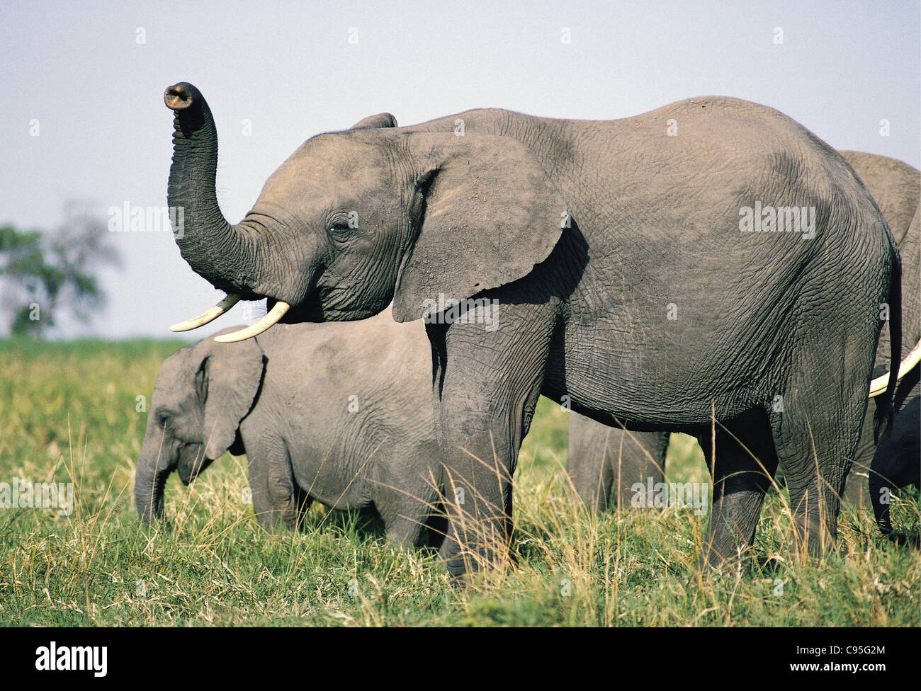 Con Elephant Trunk sollevata profuma l'aria Masai Mara riserva nazionale del Kenya Foto Stock