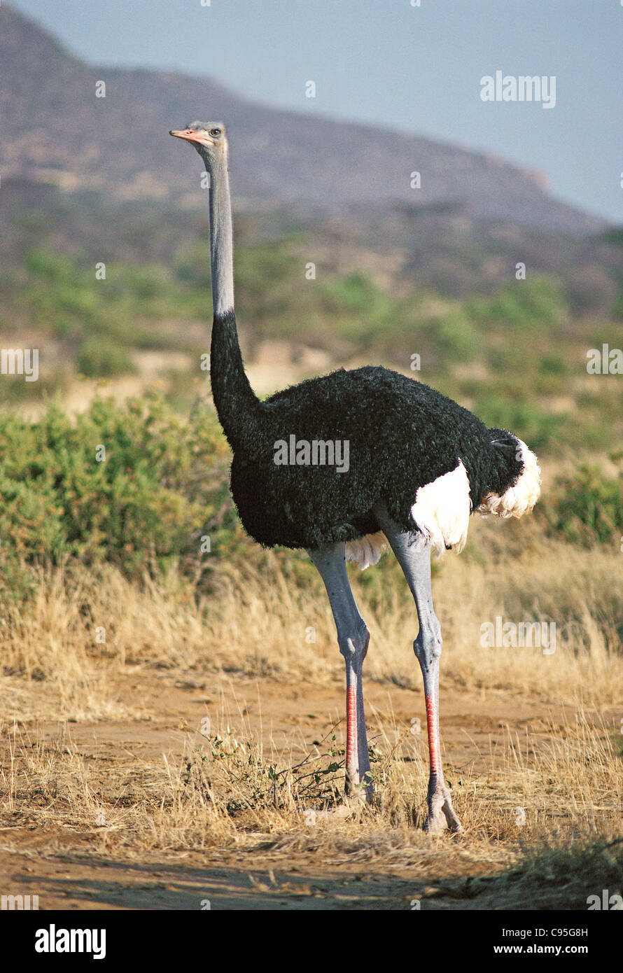 Maschio struzzo somalo Samburu Riserva nazionale del Kenya patch rosso sulle gambe indica che egli è in stagione Foto Stock