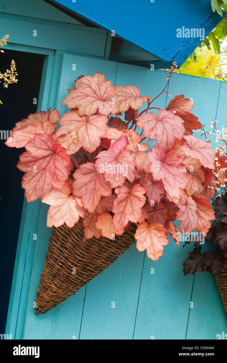 Heuchera nel recipiente contenitore giardino appeso alla parete blu casa, foglie d'arancio sorprendente distintivo di vimini lascia pianta perenne Foto Stock