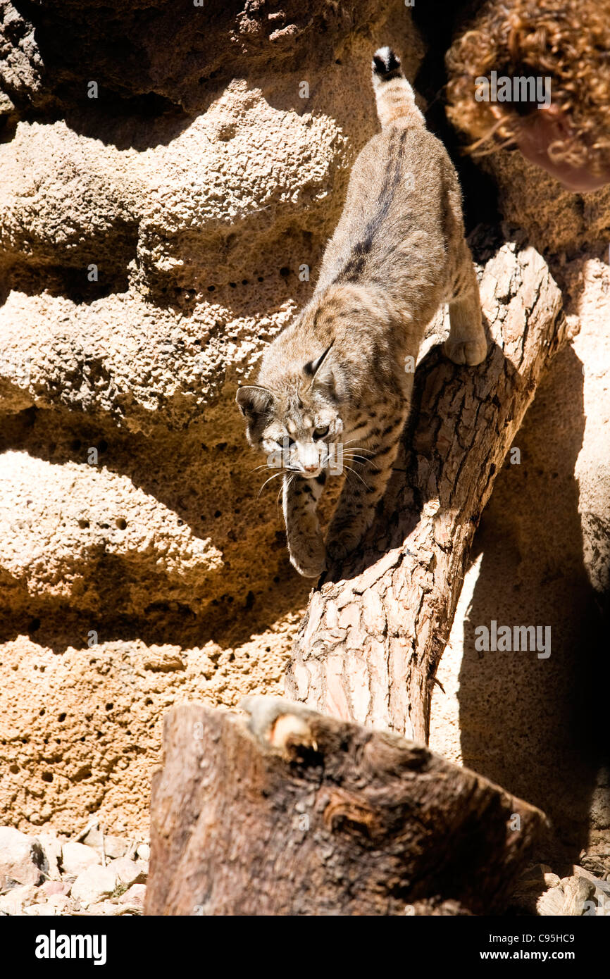 Immagine di un bobcat scendendo un log in un paesaggio desertico. Foto Stock