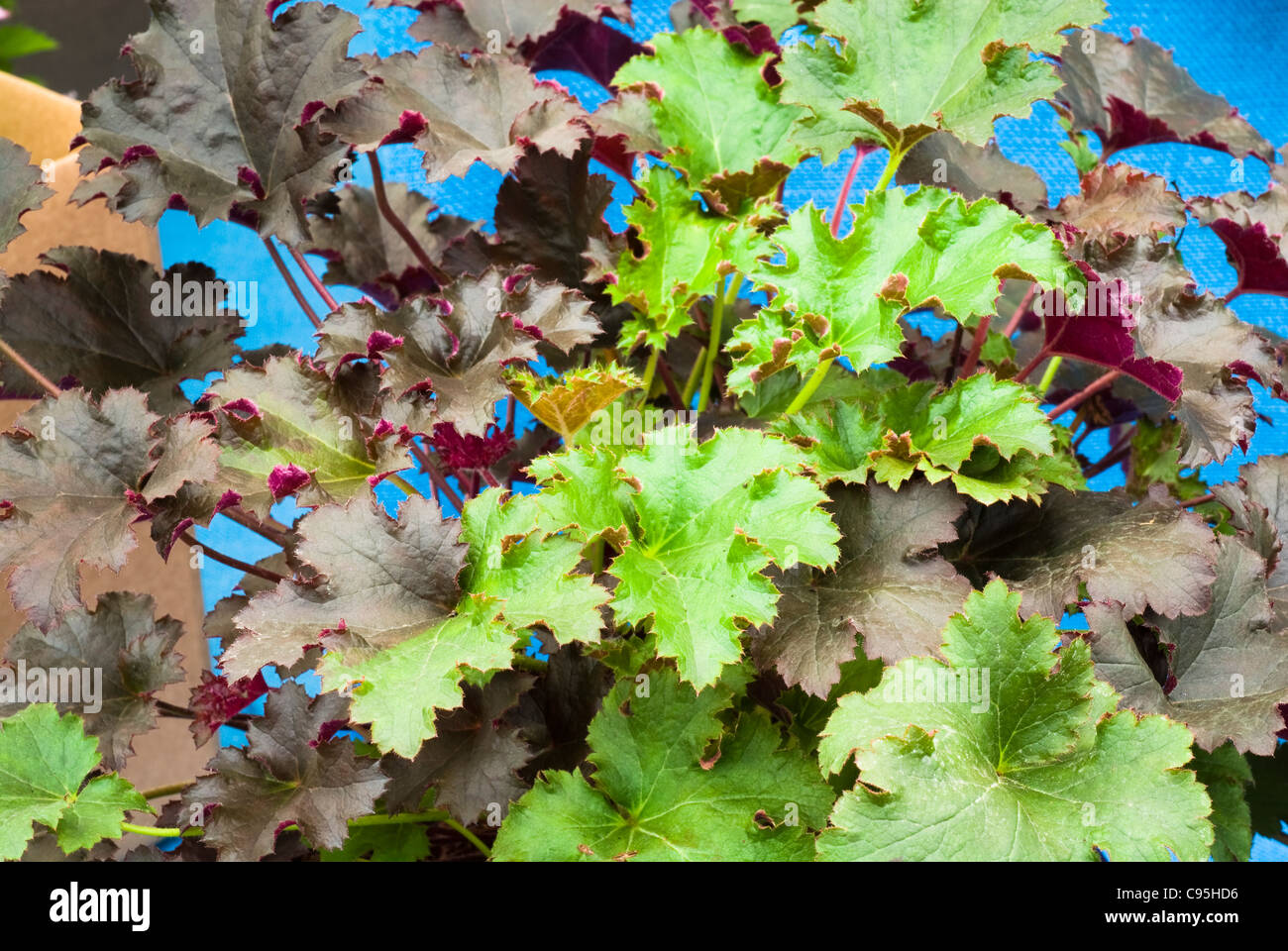 Heuchera cinquanta cinquanta perenne fogliame pianta con profondamente lobate verde e viola colori misti lascia modificabili per giardino ombra Foto Stock