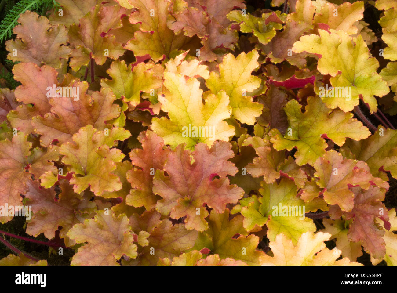Heuchera "marmellata" Marmellata fogliame pianta perenne, molti modifica di foglie colorate, miscela giallo arancio tinta oro garden Foto Stock